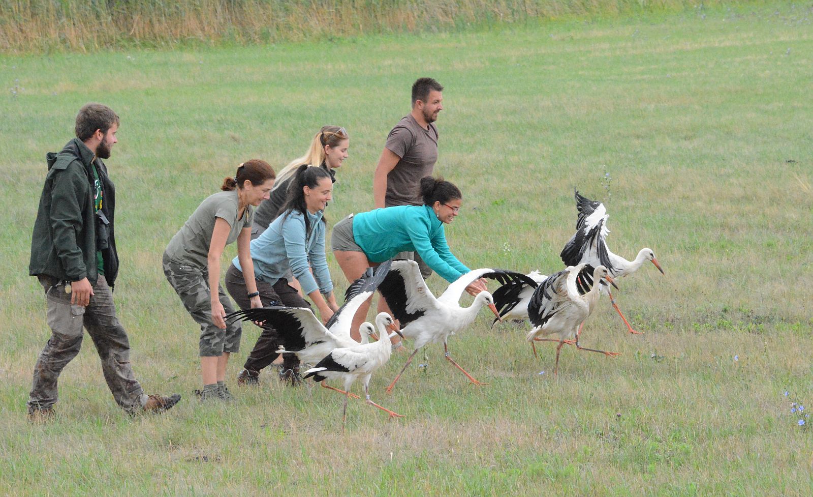 Tizenhárom Fehérváron gyógyult gólyát engedtek szabadon